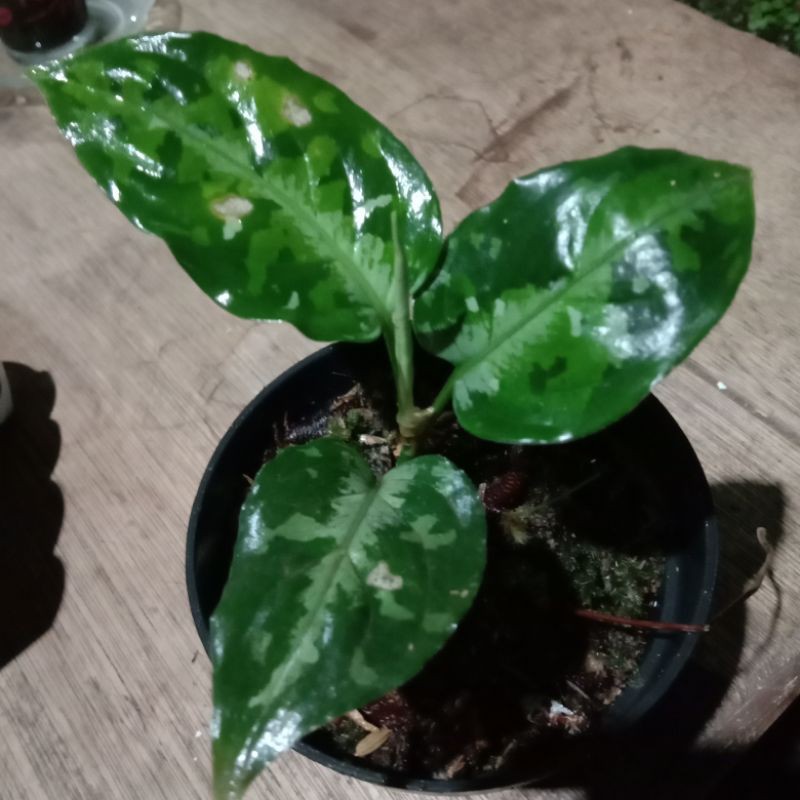 Pictum tricolor