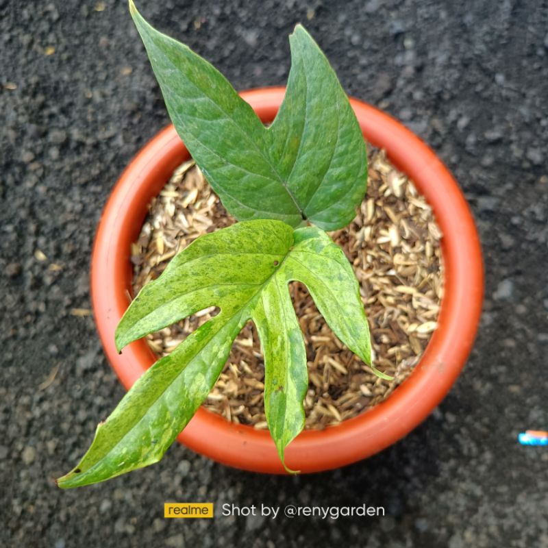 Amydrium variegata yellow