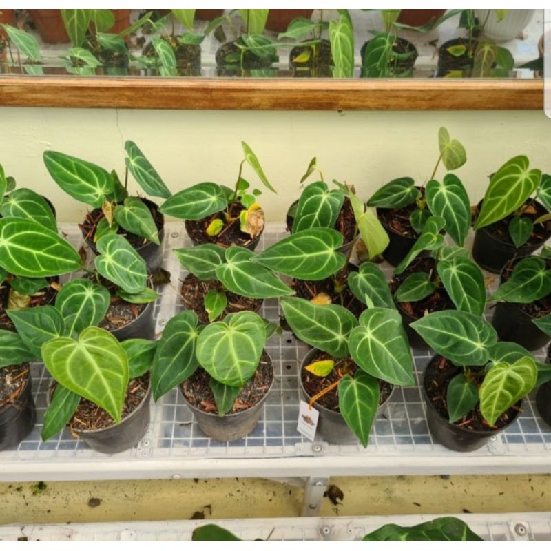 anthurium regale sedang