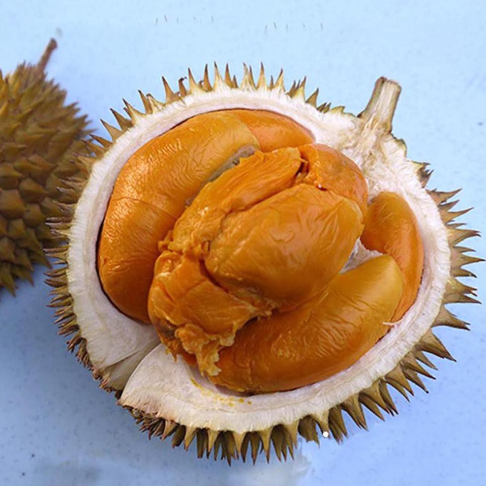 Uk1 Durian Buah Durian Duri Hitam - Tinggi 60Cm Bibit Tanaman kw asli