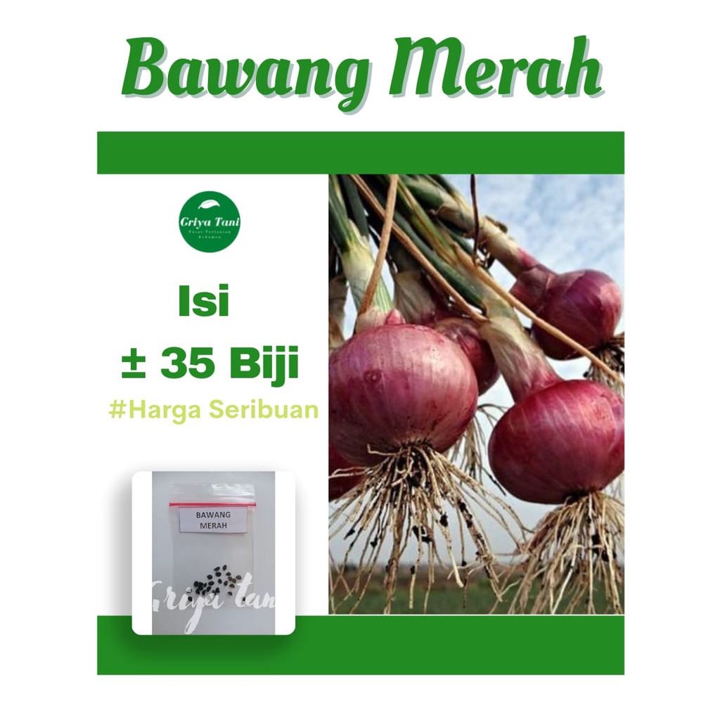 Jual Benih-Bibit 35 Seed Bawang Merah Lokananta F1 Griyatani | Shopee ...