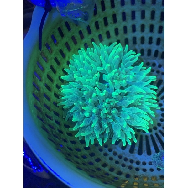 Anemon Jagung Hijau Ijo Metalik