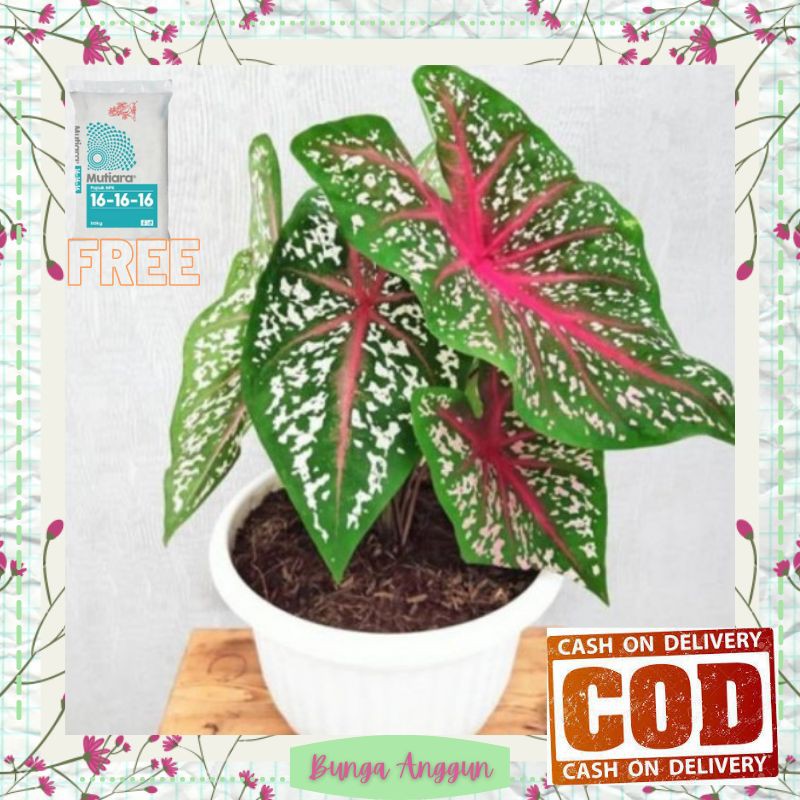 tanaman Bibit Bunga Kembang Keladi Hias red star hidup dekorasi hiasan taman