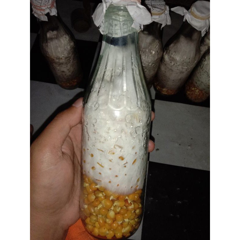 Jamur Tiram putih Bibit F1