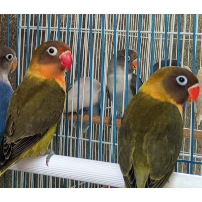 burung love bird olive prospek RING JUNIOR LBF