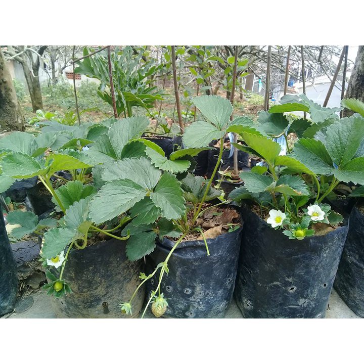 Bibit Tanaman Buah Strawberry California Siap Berbuah/ Bibit Stroberi Murah Berkualitas-1