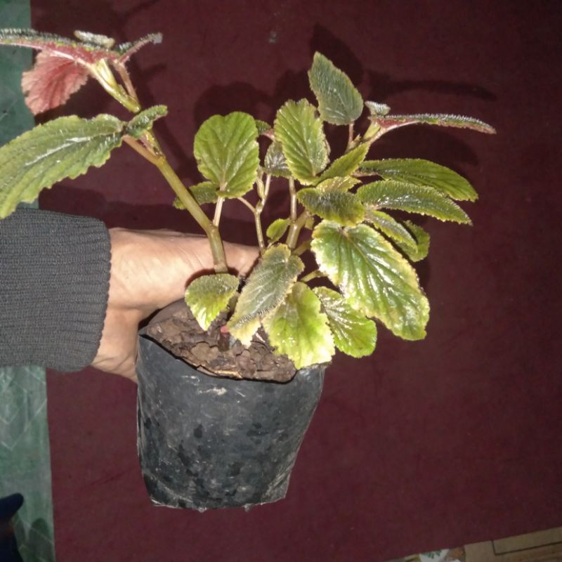 begonia coklat