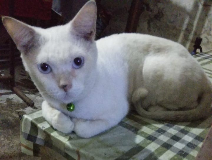 Wm>couple Batik Lengan Panjang Hem Lengan Panjang Couple Keluarga Couple Paya Gold