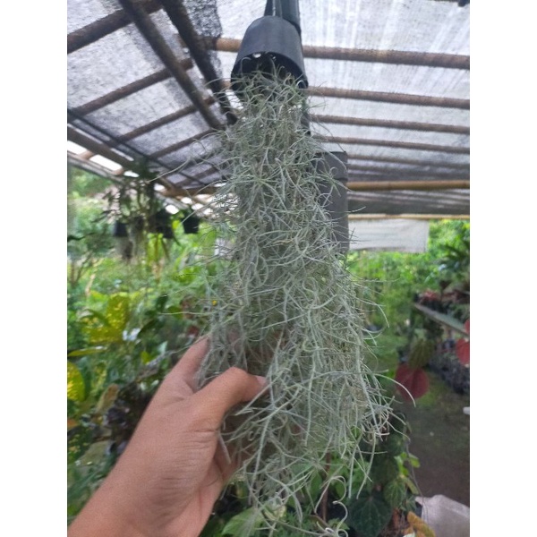 tanaman jenggot musa