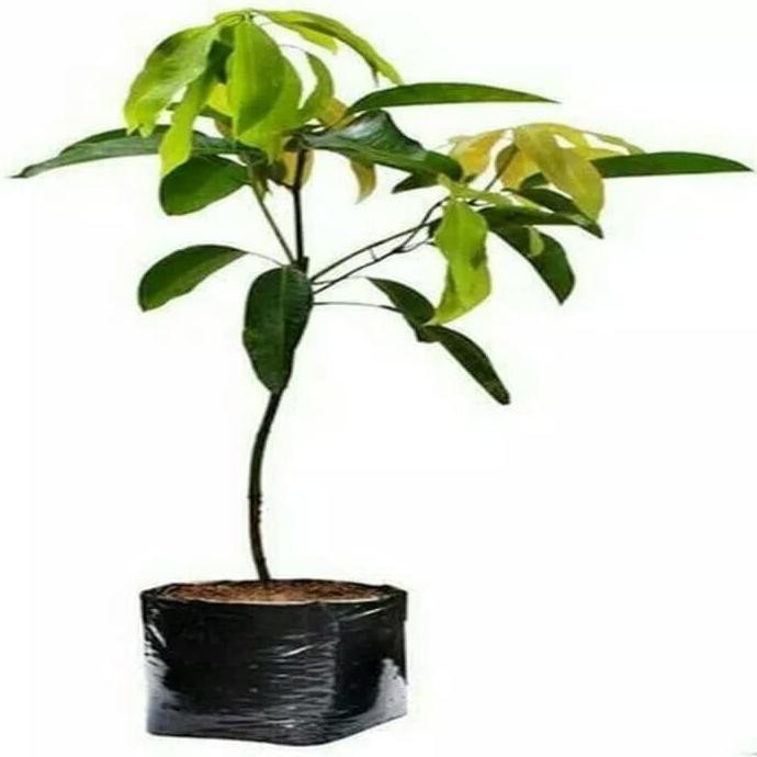 Paket 3 Bibit Tanaman Hidup Buah Mangga Manalagi Berkah