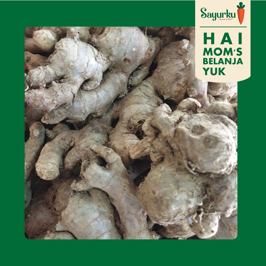 

jahe gajah | ginger [rempah-rempah]