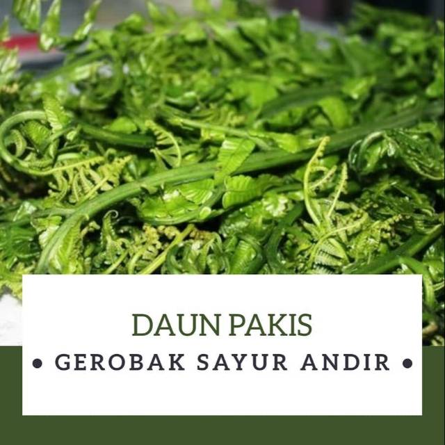 

Daun Pakis /ikat