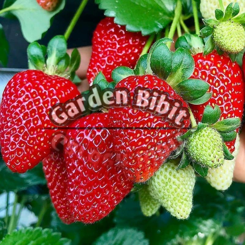 bibit buah strawberry/stroberi