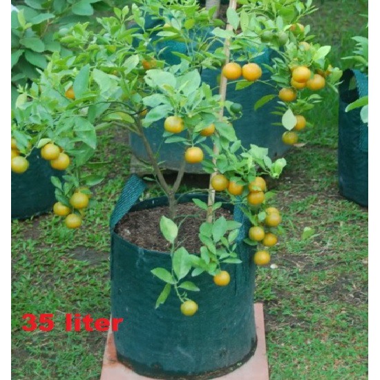 Planter Bag Hijau 35 Liter