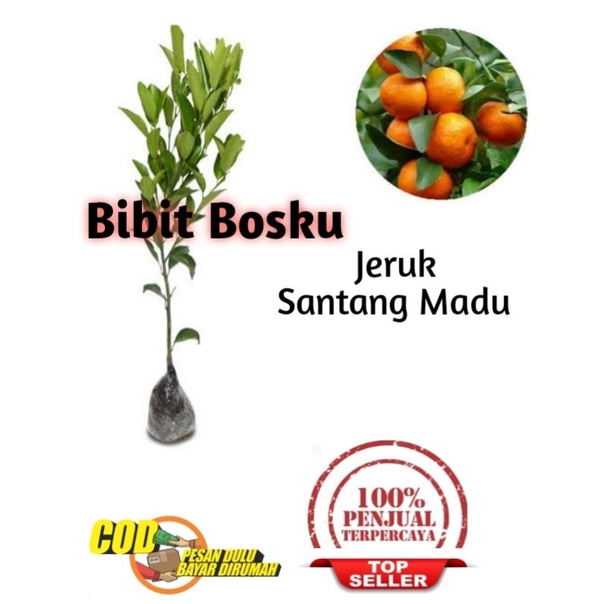 Jeruk Santang Madu (Asli)