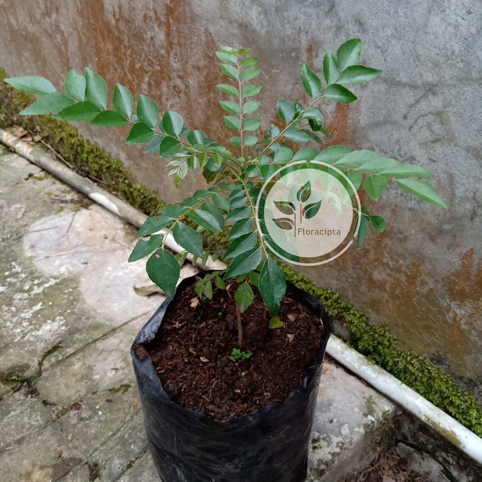 Free Ongkir Bibit Pohon Salam Koja Temuru Daun Kari 20cm Terbaru Shopee Indonesia