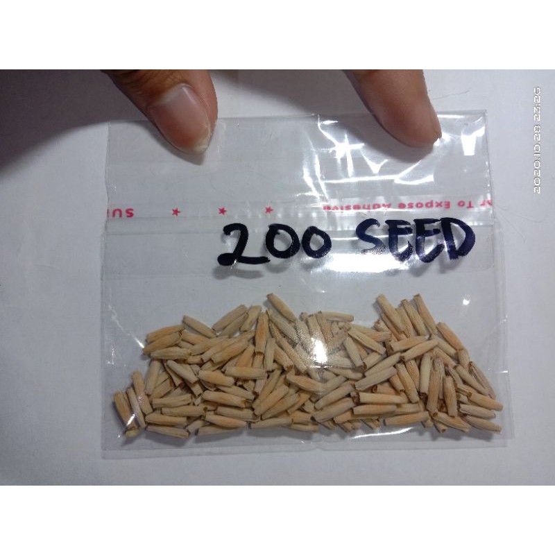 Benih/biji Kamboja Jepang isi 200 fresh berkualitas.
