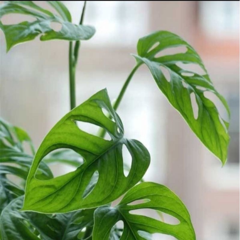 tanaman hias janda bolong-tanaman merambat-janda bolong