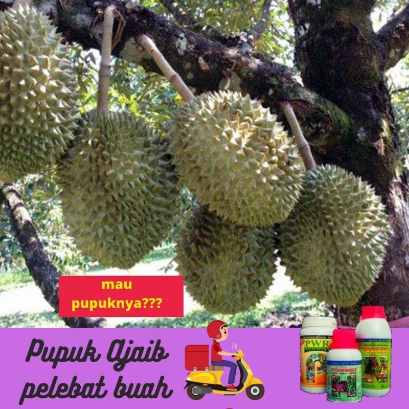PUPUK PERANGSANG BUAH PELEBAT BUAH PUPUK TABULAMPOT