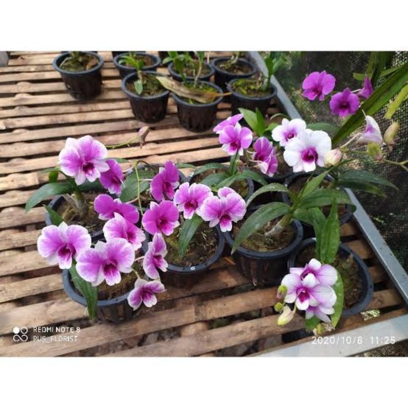 keiki anggrek dendrobium Sakurahime