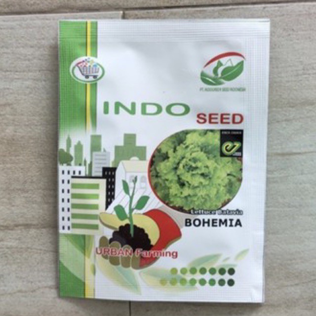 Benih Selada Lettuce Batavia Bohemia - Indo Seed