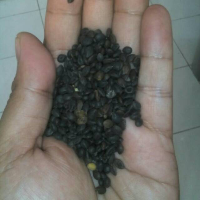 Benih Kaliandra Putih