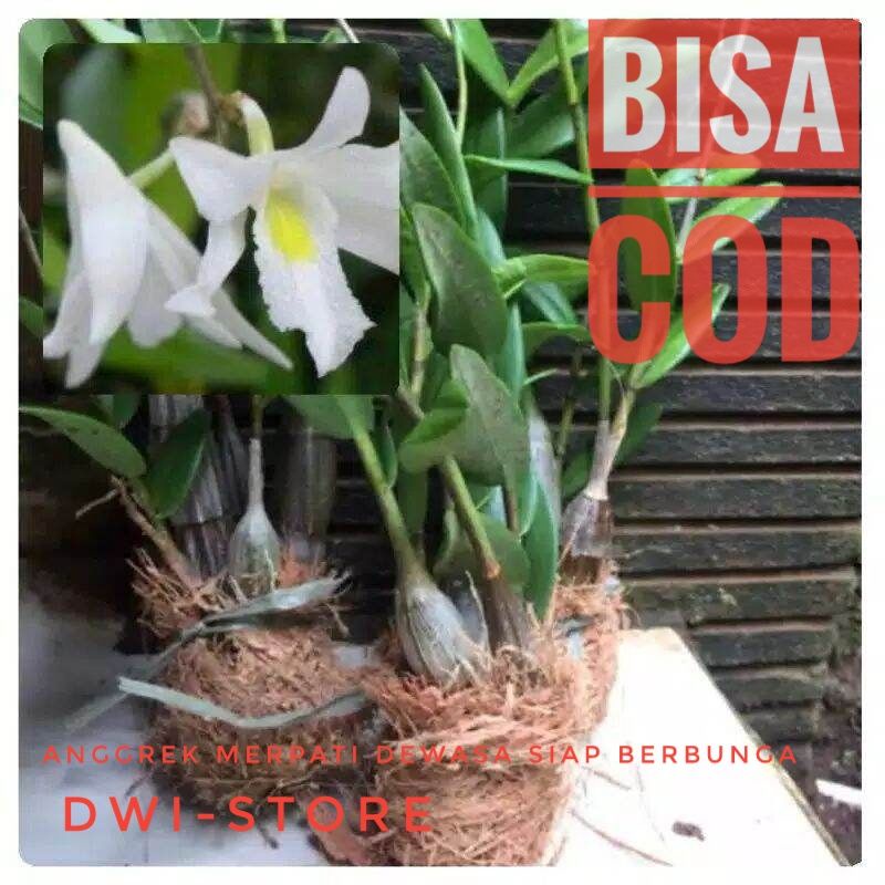Anggrek Merpati Anggrek Merpati Dewasa Siap Berbunga Anggrek Tempel Anggrek Bunga Putih