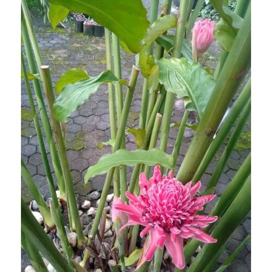 

Bunga kecombrang segar per 500 gram