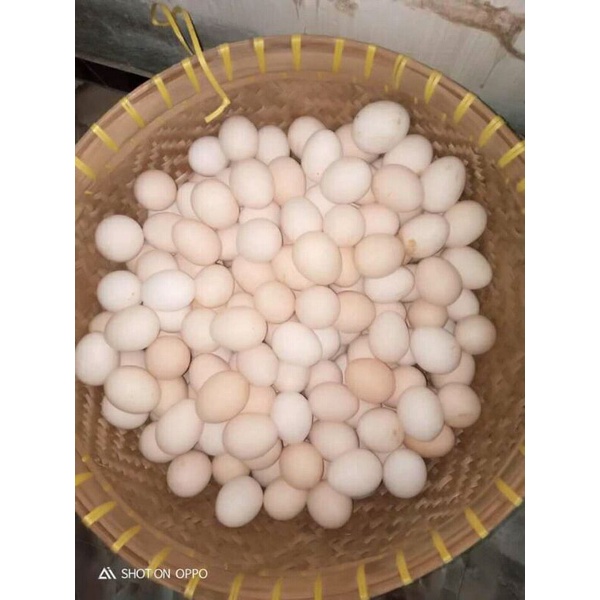 

Telur jamu telur ayam kampung non fertil