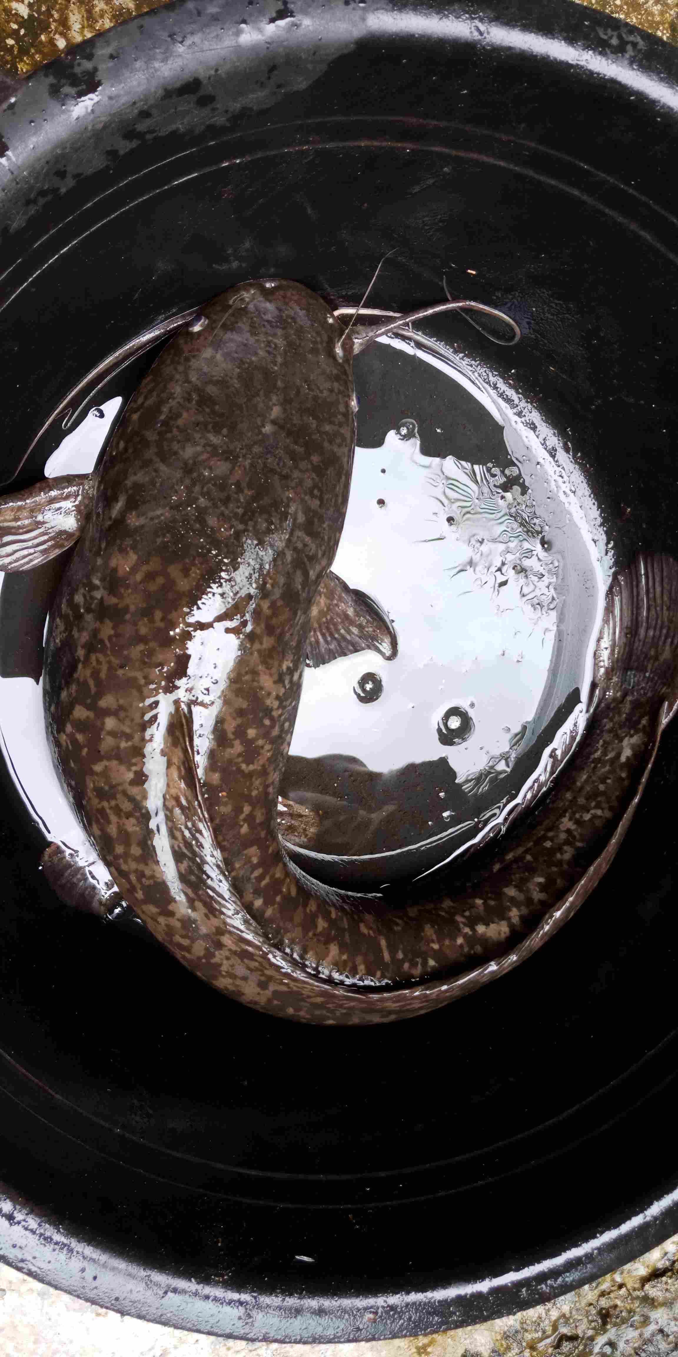 Kemeja Baju Batik Pria Lengan Panjang Sogan Mprit Seragam Kantor Pekalogan Modern Keren Kekinian