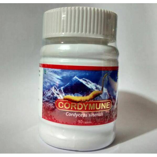 Suplemen Cordymune Cordyceps Sinensis