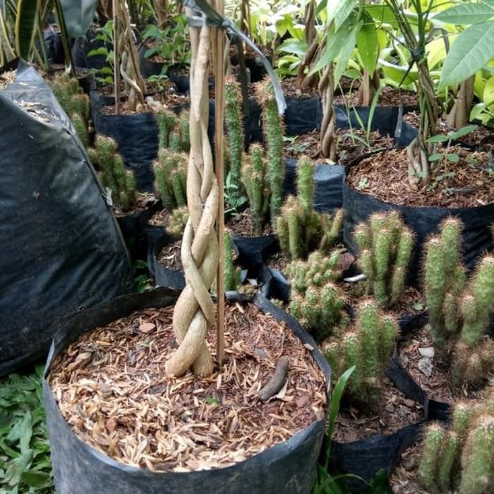 PROMO tanaman pachira kepang 3 - money tree - pachira