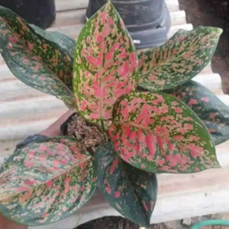 aglonema venus - aglaonema Venus - aglaonema - aglonema - bibit aglaonema