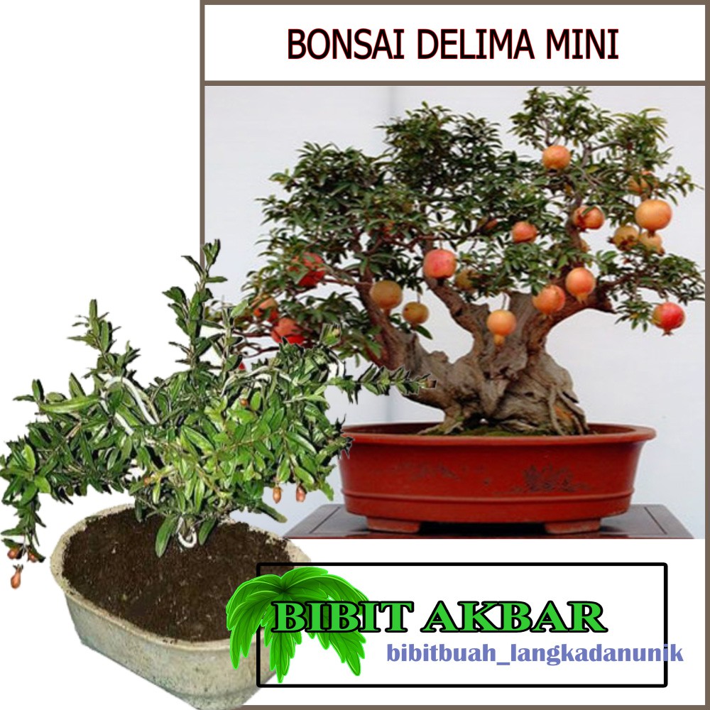 Bibit Tanaman Bonsai Delima Mini