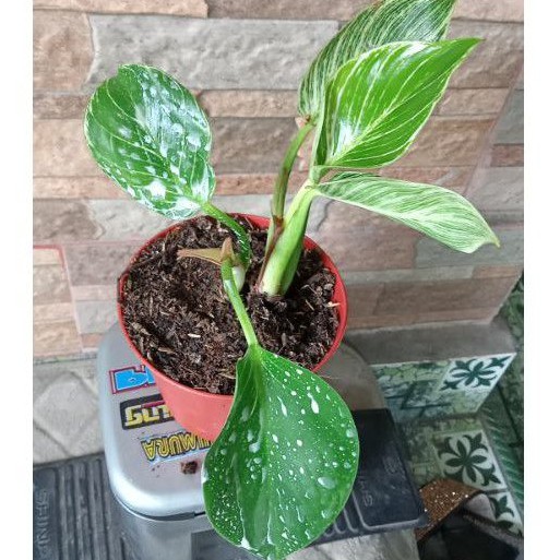 tanaman phillodendron birkin pihillo birkin