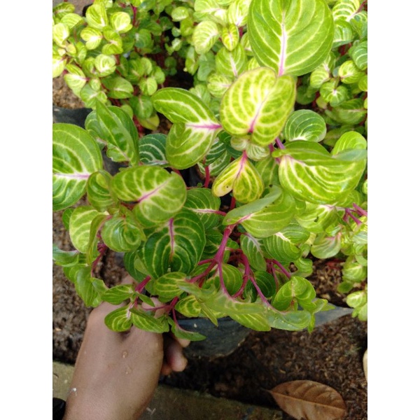 Krokot batang merah/bayam merah tanaman hias