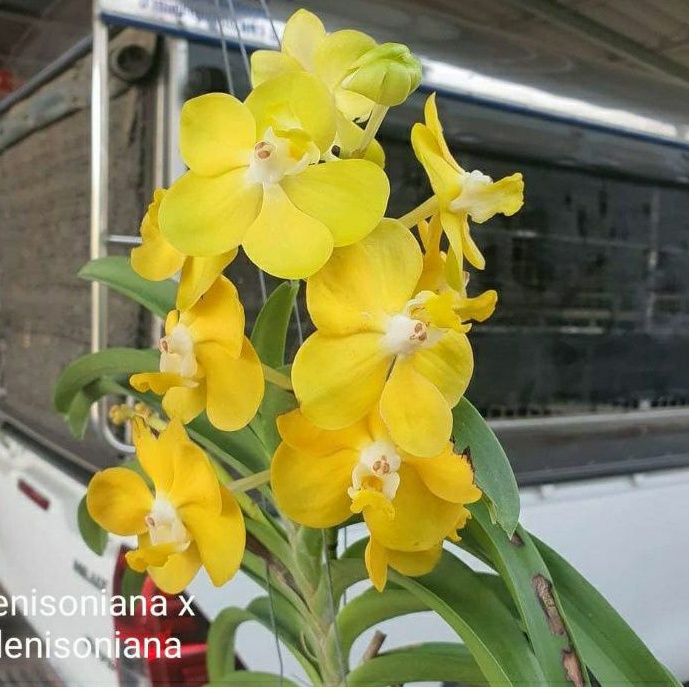 Bibit Tanaman hias Anggrek Vanda Denisonia Kuning Dewasa Siap Bunga, spike dan knop