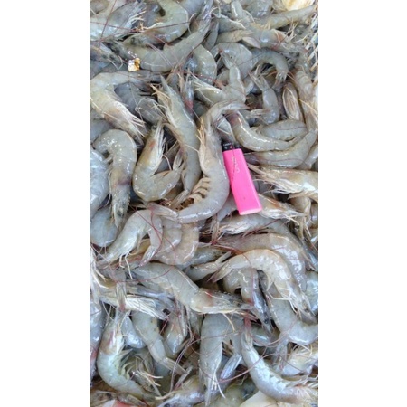 

udang segar utuh