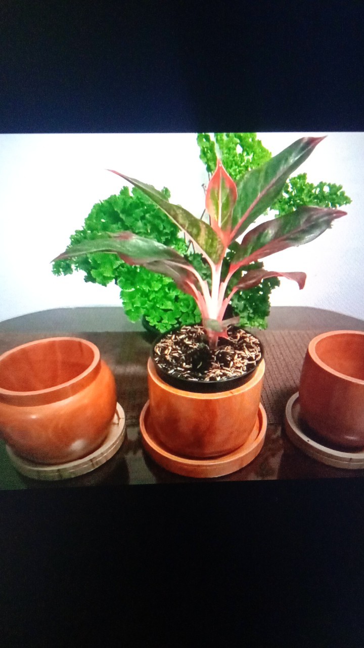 Lampu Kayu Mahogany 100% Original