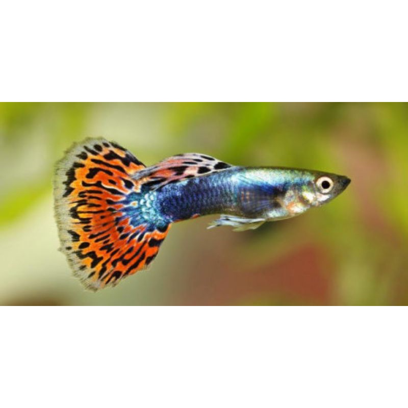 Ikan Hias Guppy - Harga Perpasang
