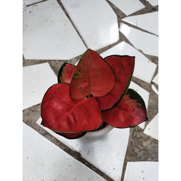 Aglaonema Suksom daun mangkok
