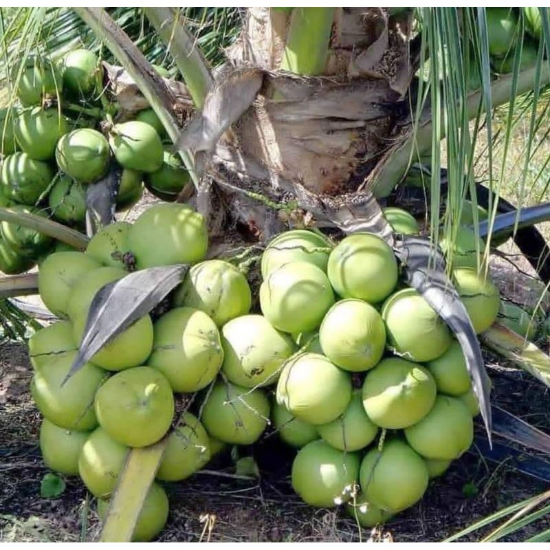 Bibit kelapa hibrida unggul