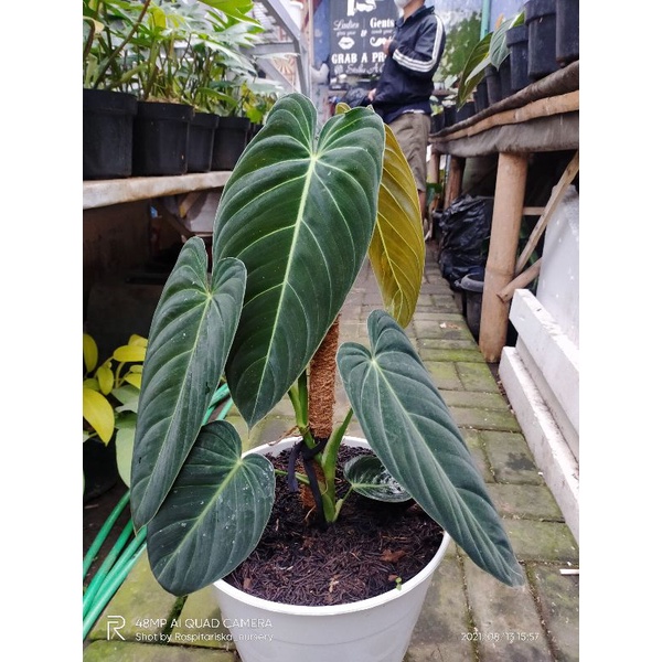 philodendron melanochrysum narrow size remaja