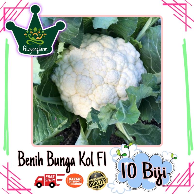 Benih Sayuran Selada Brokoli Kangkung Bayam Seledri Kubis BungaKol Pakcoy Caisim Kailan-10 Bunga Kol