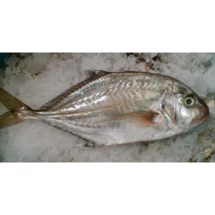 

Ikan Cepa / Kuwe Segar / Fresh Fish Pasar Online Makassar 1 Ekor