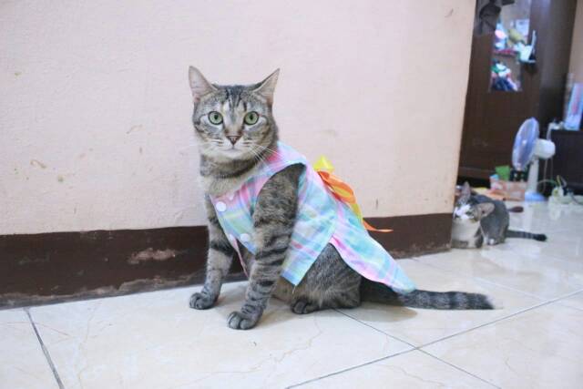 Dress kotak-kotak pelangi lucu untuk kucing dan anjing size S M L XL