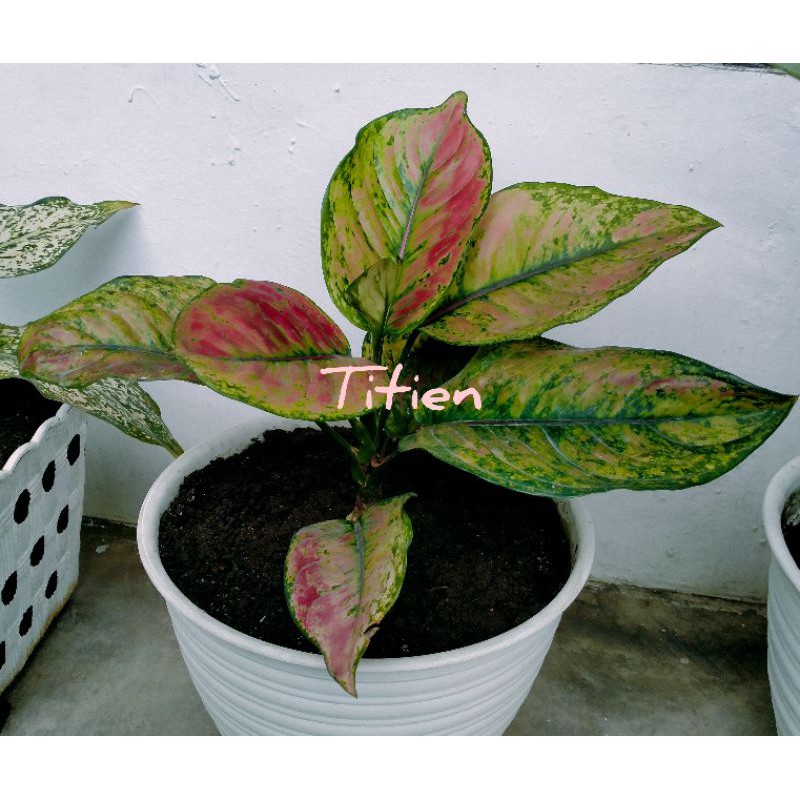 Anakan Aglonema Heng Heng