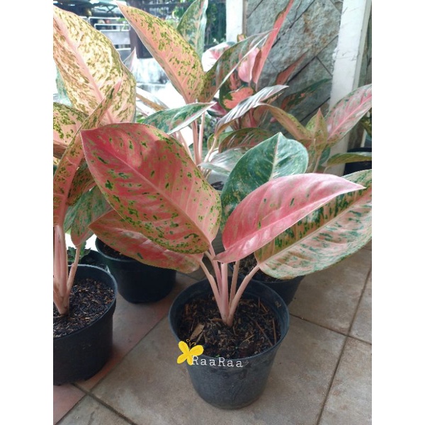 Aglonema Big Roy /aglonema lulaiwan/aglonema murah/aglonema big roy murah rimbun