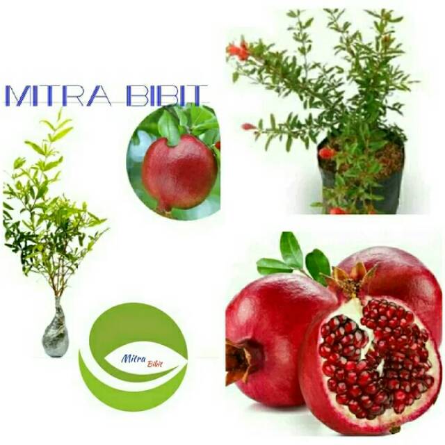 Bibit Tanaman Buah Delima Merah/Pohon Buah Delima Merah