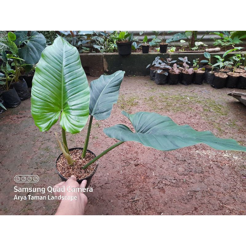 PROMO philodendron subhastatum / tanaman hias philodendron subhastatum medium